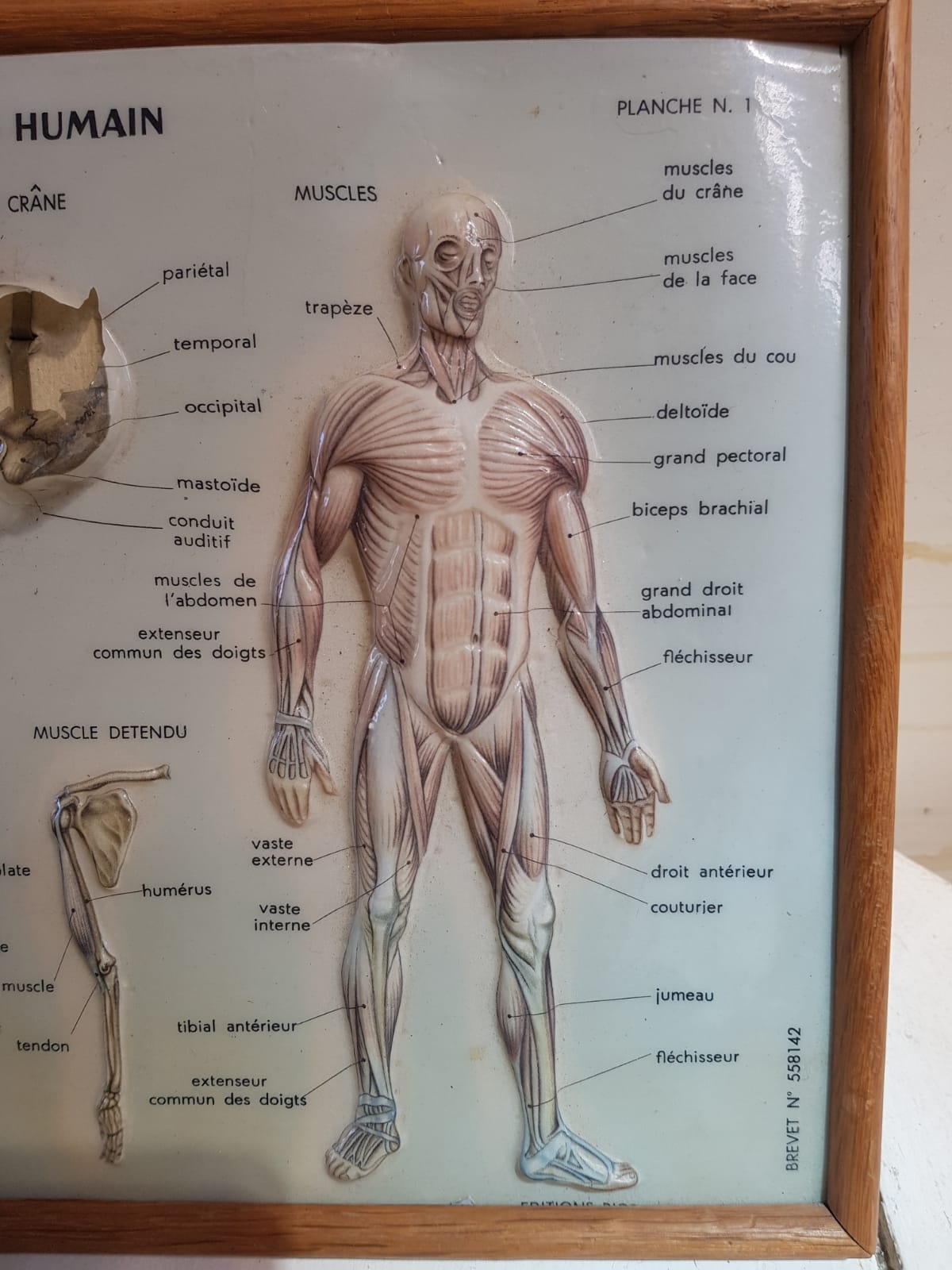 Pair old medical board the human body + vintage wood frame