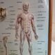 Pair old medical board the human body + vintage wood frame