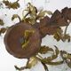 Large (70 cm - 27.55") pair of 3-arm foliage wall sconces