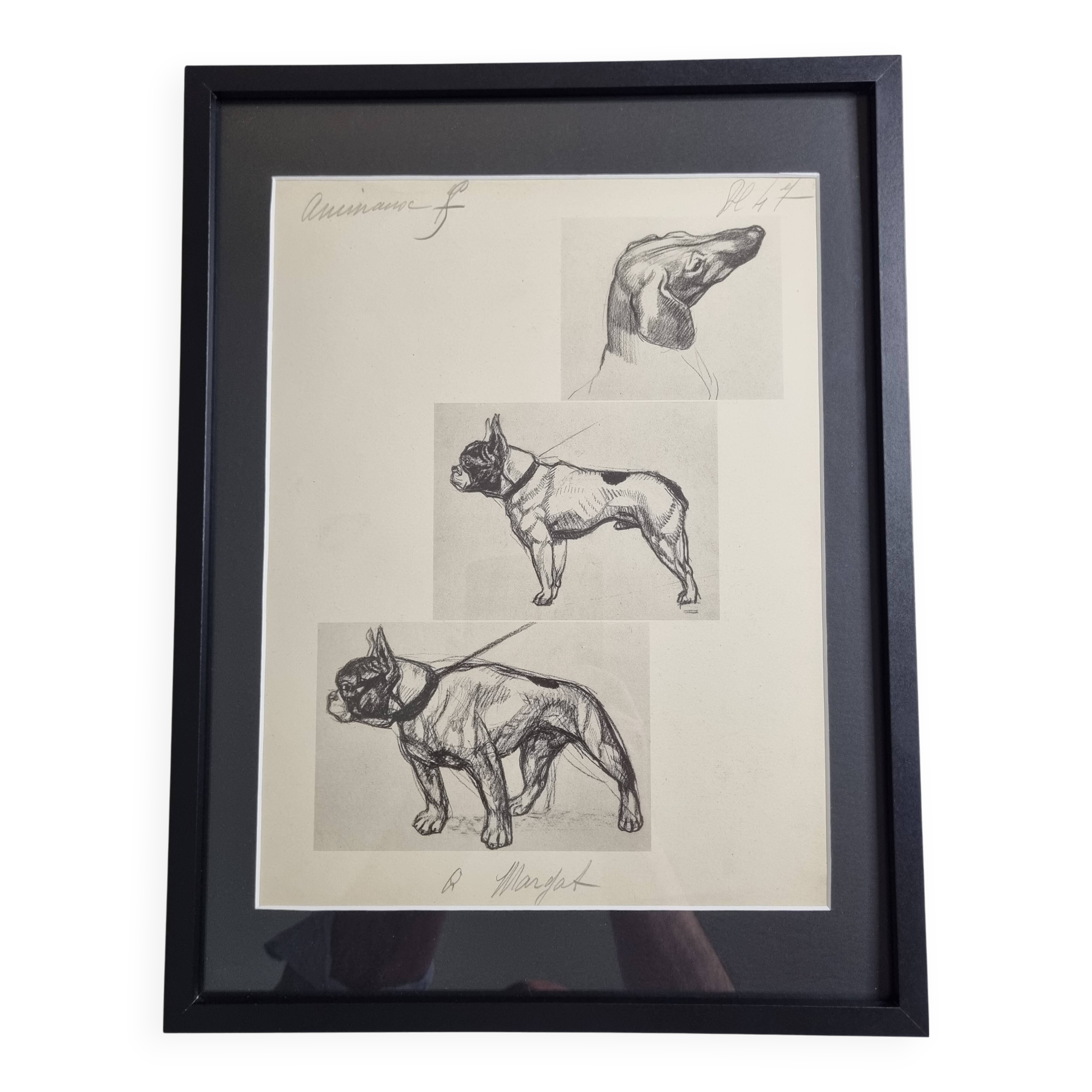 Illustrated plate, Studies of dogs, signed André Margat, 1930, 30 x 40 cm