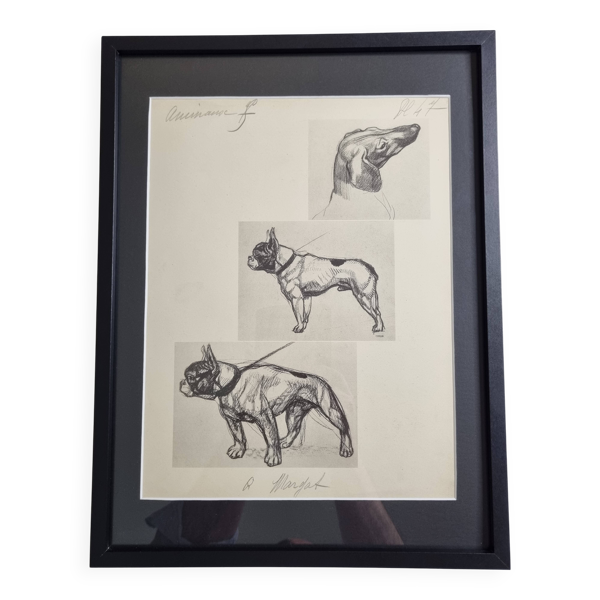 Planche illustrée, Études de chiens, signée André Margat, 1930