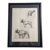 Illustrated plate, Studies of dogs, signed André Margat, 1930, 30 x 40 cm