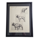 Planche illustrée, Études de chiens, signée André Margat, 1930