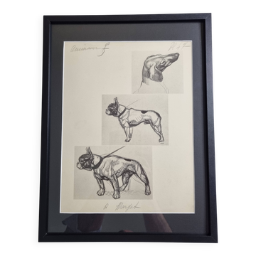 Illustrated plate, Studies of dogs, signed André Margat, 1930, 30 x 40 cm