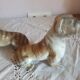 Set of 2 dogs bulldogs tighten biscuit books