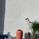 Large West German speckled salmon and black ceramic vase