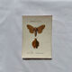 Naturalist engraving Butterfly 19th-century original botanical poster 1800