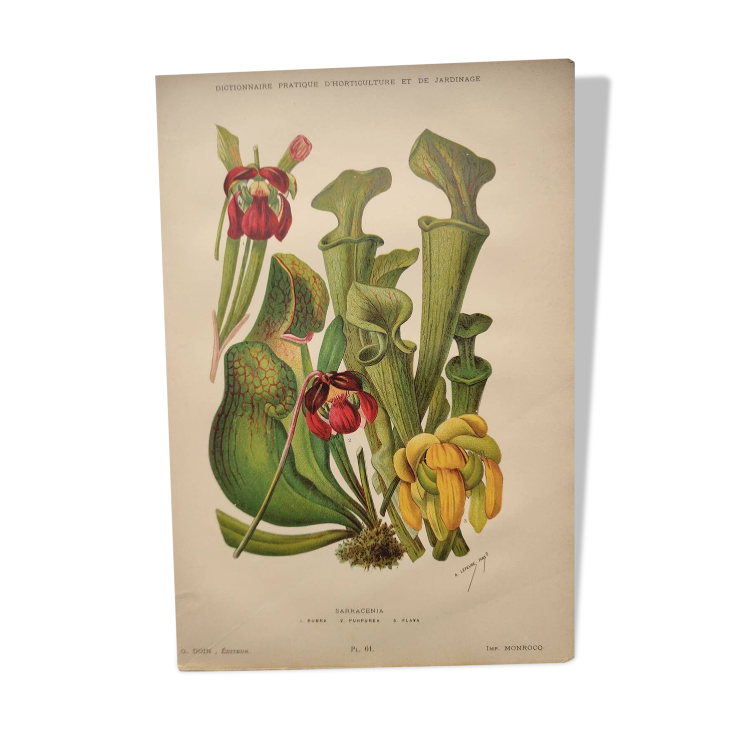 Botanical engraving from 1897 - drawing of Sarracenia - original old flower plate by A.Lefevre