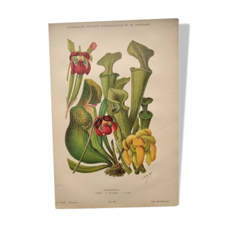 Botanical engraving from 1897 - drawing of Sarracenia - original old flower plate by A.Lefevre