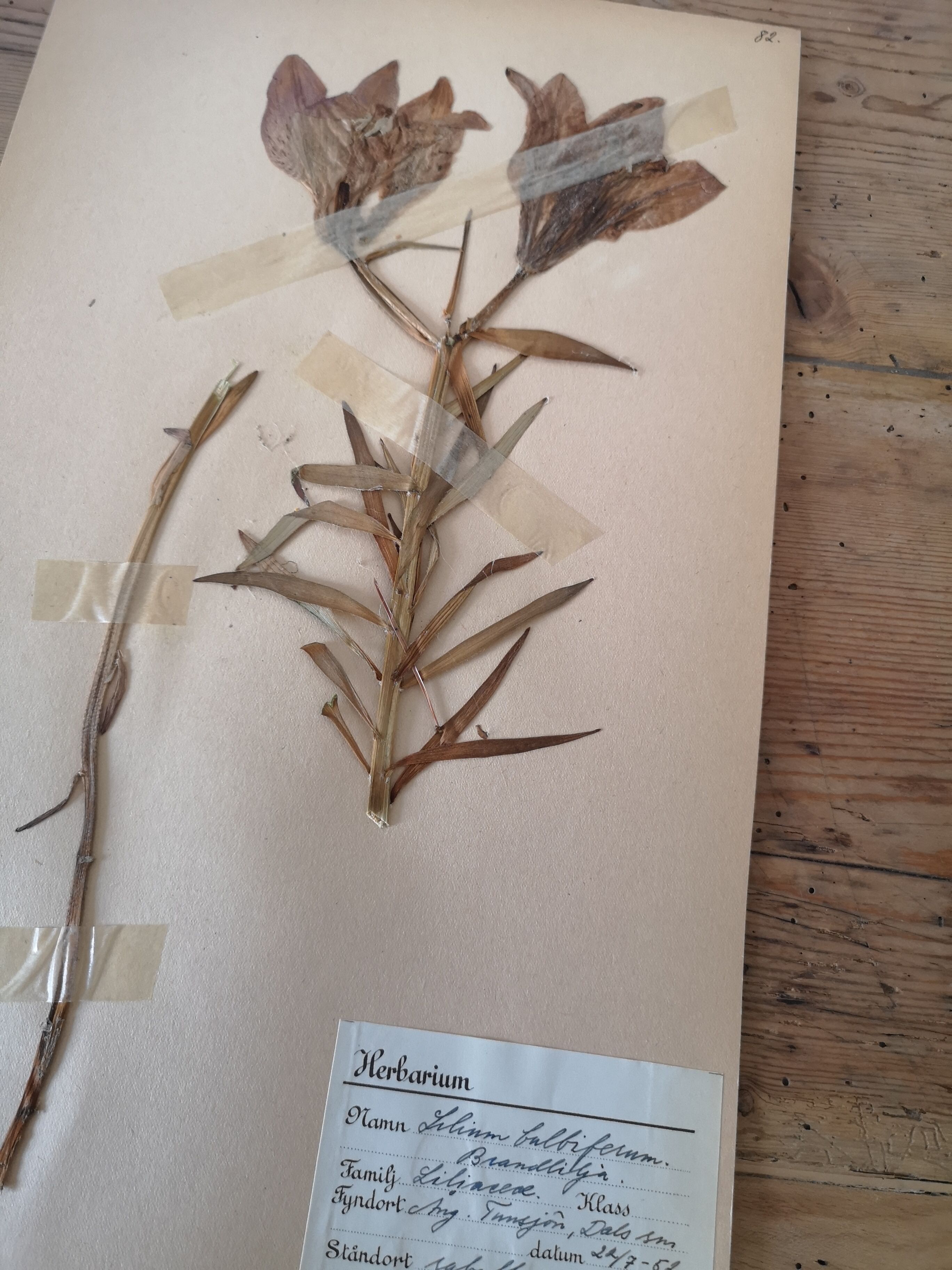 Anders's herbarium - ancient Swedish herbarium board