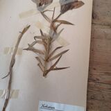 Anders's herbarium - ancient Swedish herbarium board