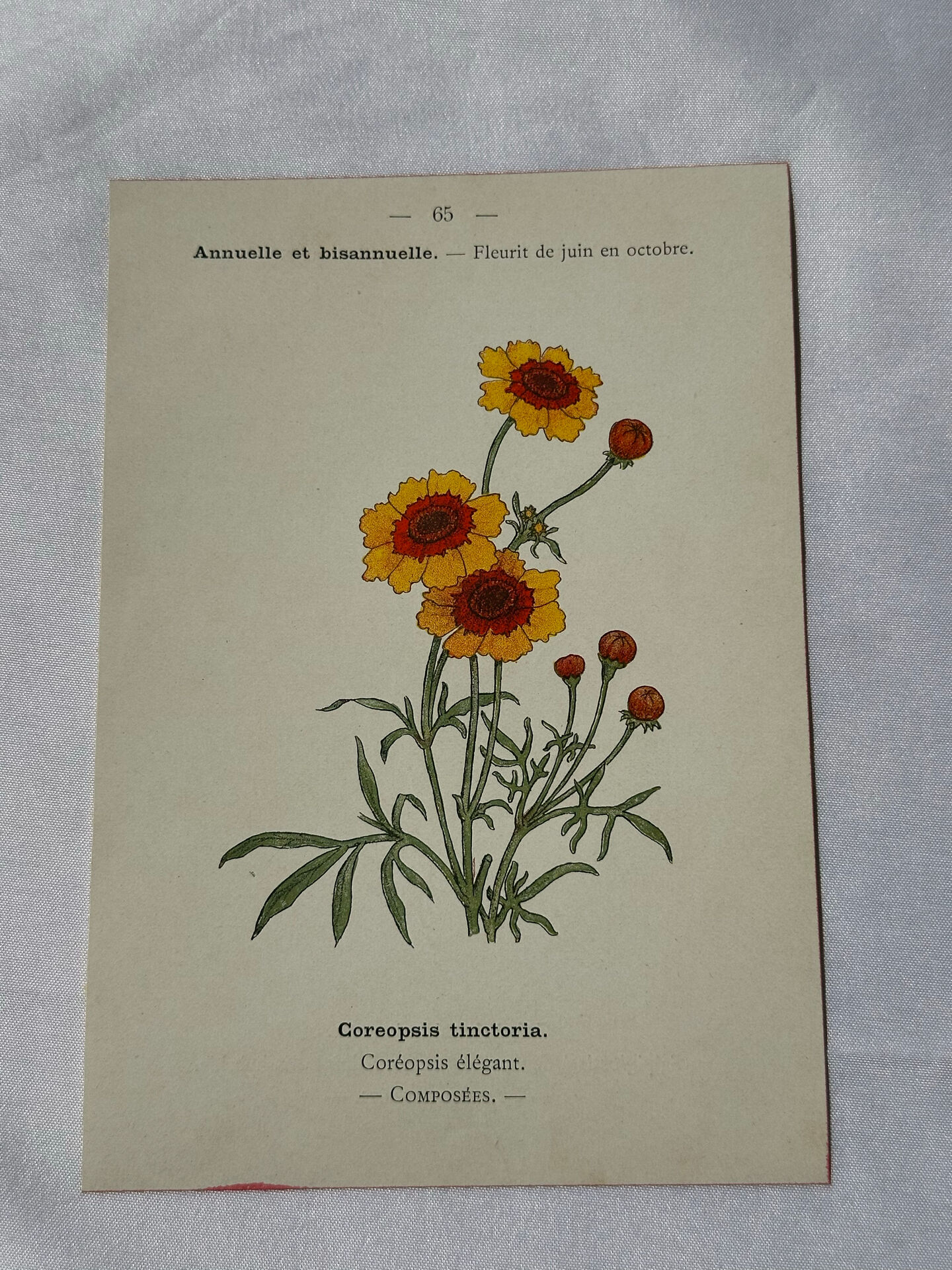 🌿 Botanical Plate Old Naturalist Engraving 19th Century Double-Sided