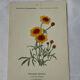 🌿 Botanical Plate Old Naturalist Engraving 19th Century Double-Sided