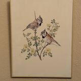 Planche ornithologique