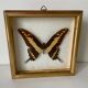 Set of 3 butterfly frames