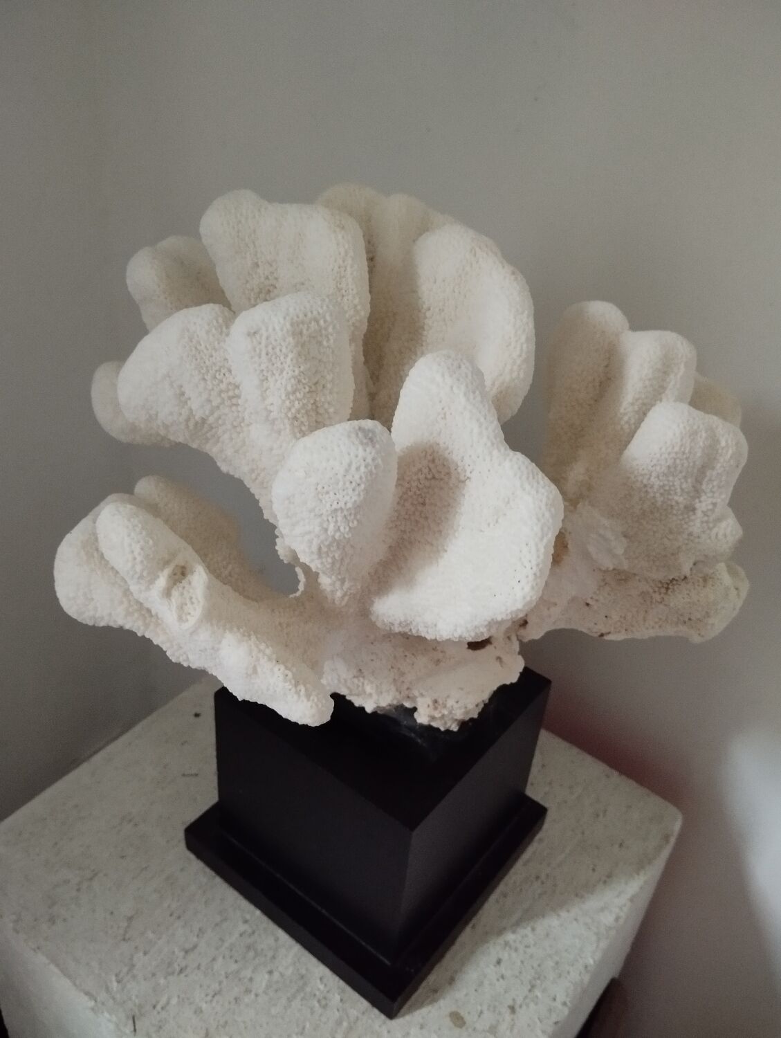 Coral on base cabinet of curiosities