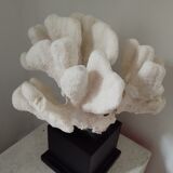 Coral on base cabinet of curiosities