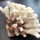 Coral branch