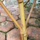 Vintage rattan lounge
