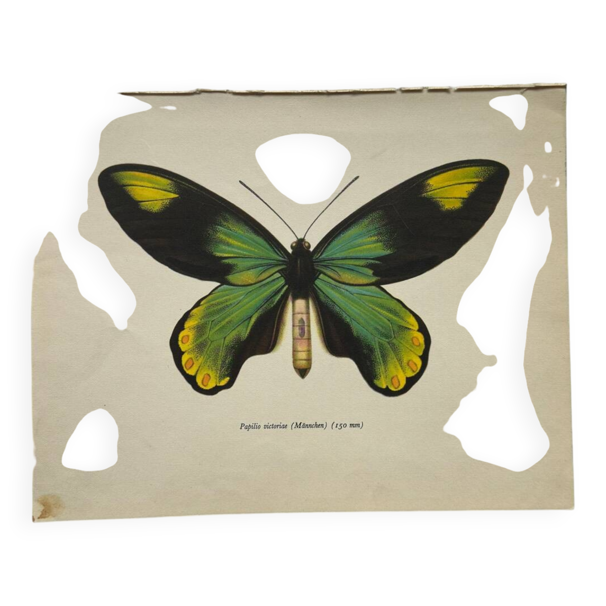 Botanical naturalist plate butterfly old engraving