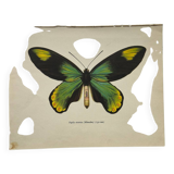 Botanical naturalist plate butterfly old engraving