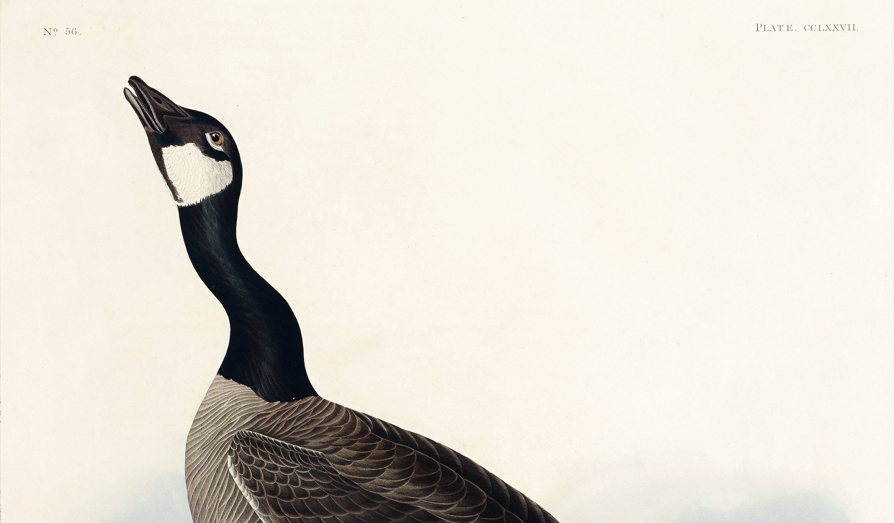 Poster about the Canada goose, based on an old engraving from 1827.