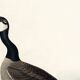 Poster about the Canada goose, based on an old engraving from 1827.