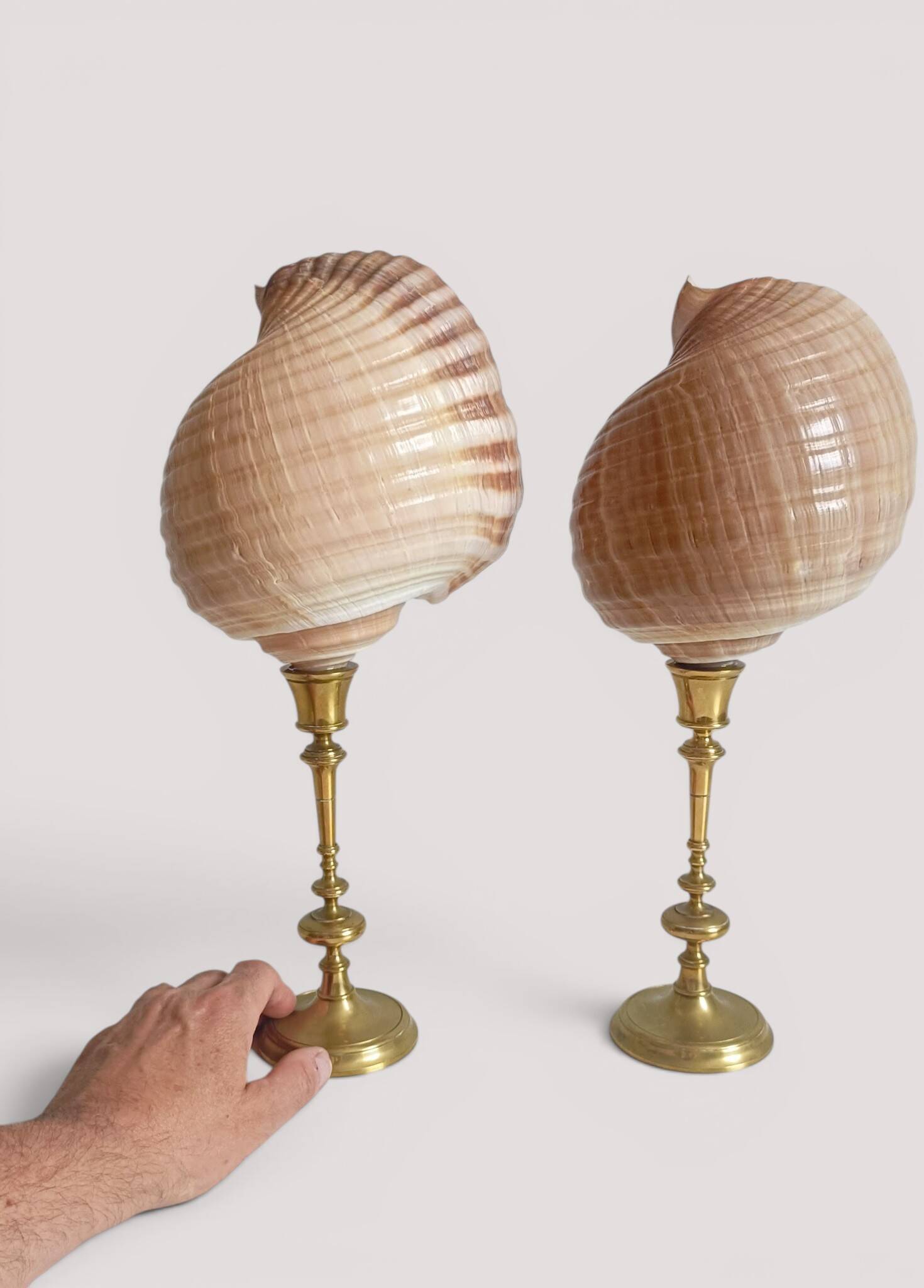 Pair of natural shells on a mid-century Swedish Skultuna brass candelabrum.
