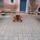 Napoleon III walnut dining table for 20 settings.