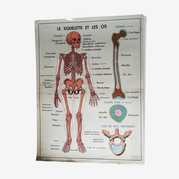 Poster school - the skeleton andour joints