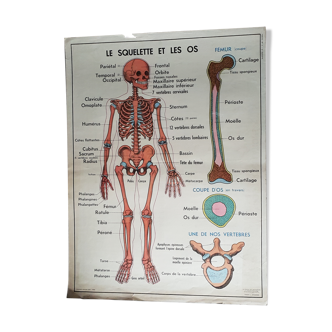 Affiche scolaire recto verso - le squelette  et les articulations