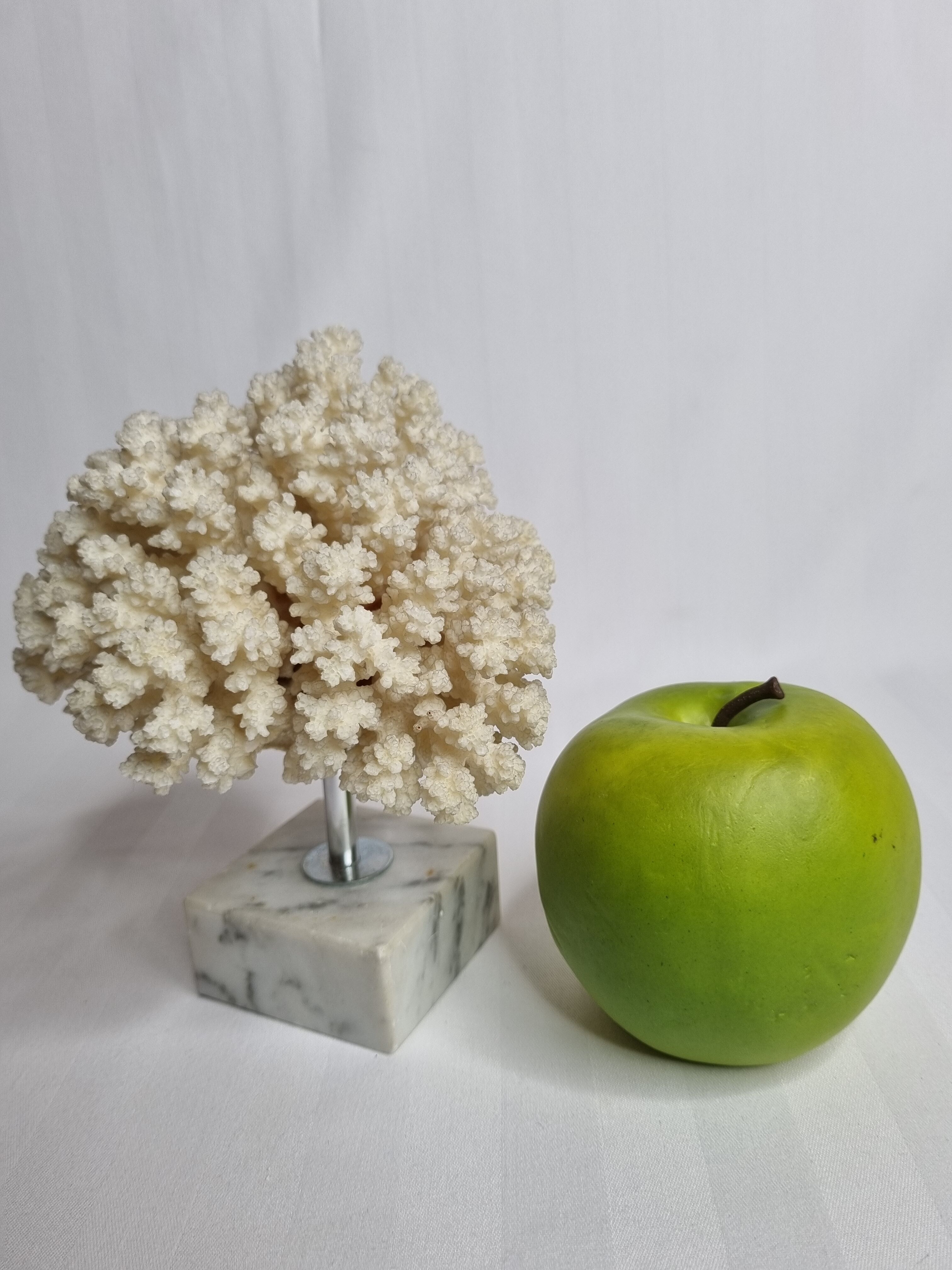 Ancient white coral on marble base