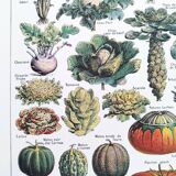 Poster about vegetables, based on a 1922 lithograph