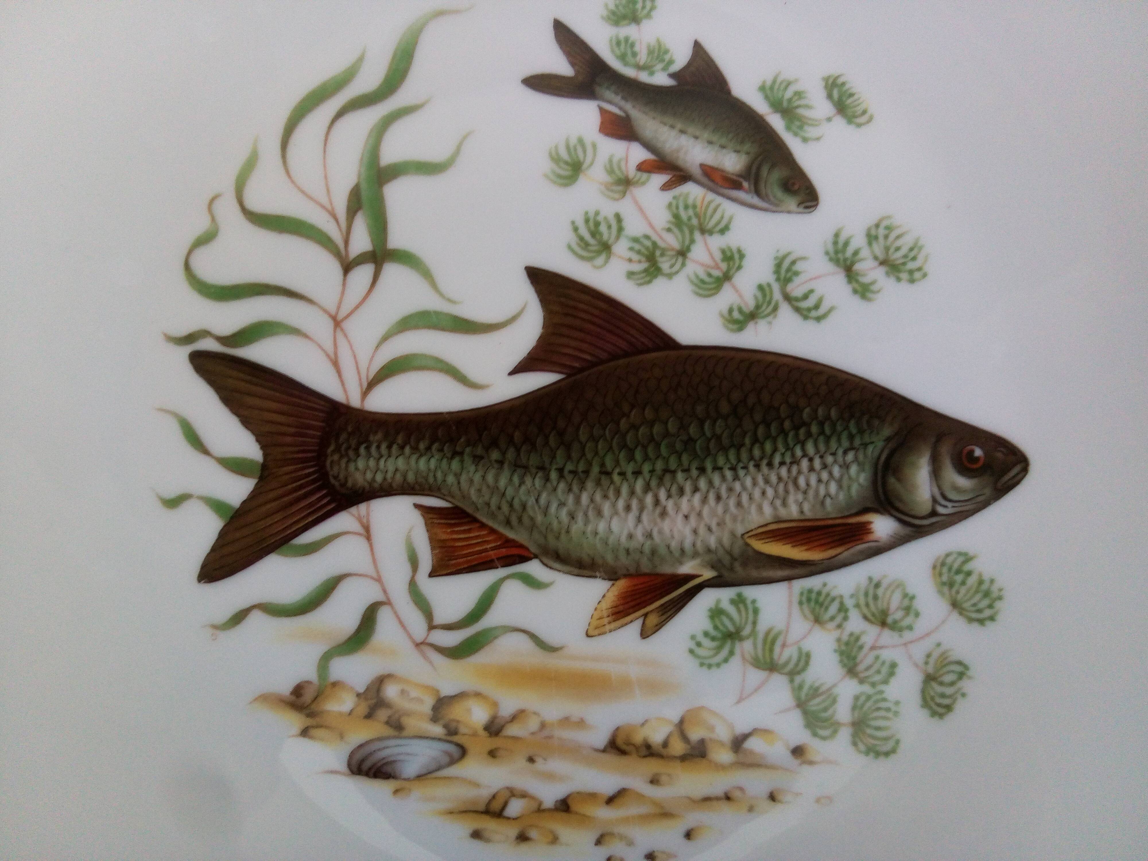 12 assiettes poisson marque PMR Bavaria Jaeger & Co.