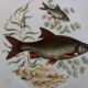 12 assiettes poisson marque PMR Bavaria Jaeger & Co.