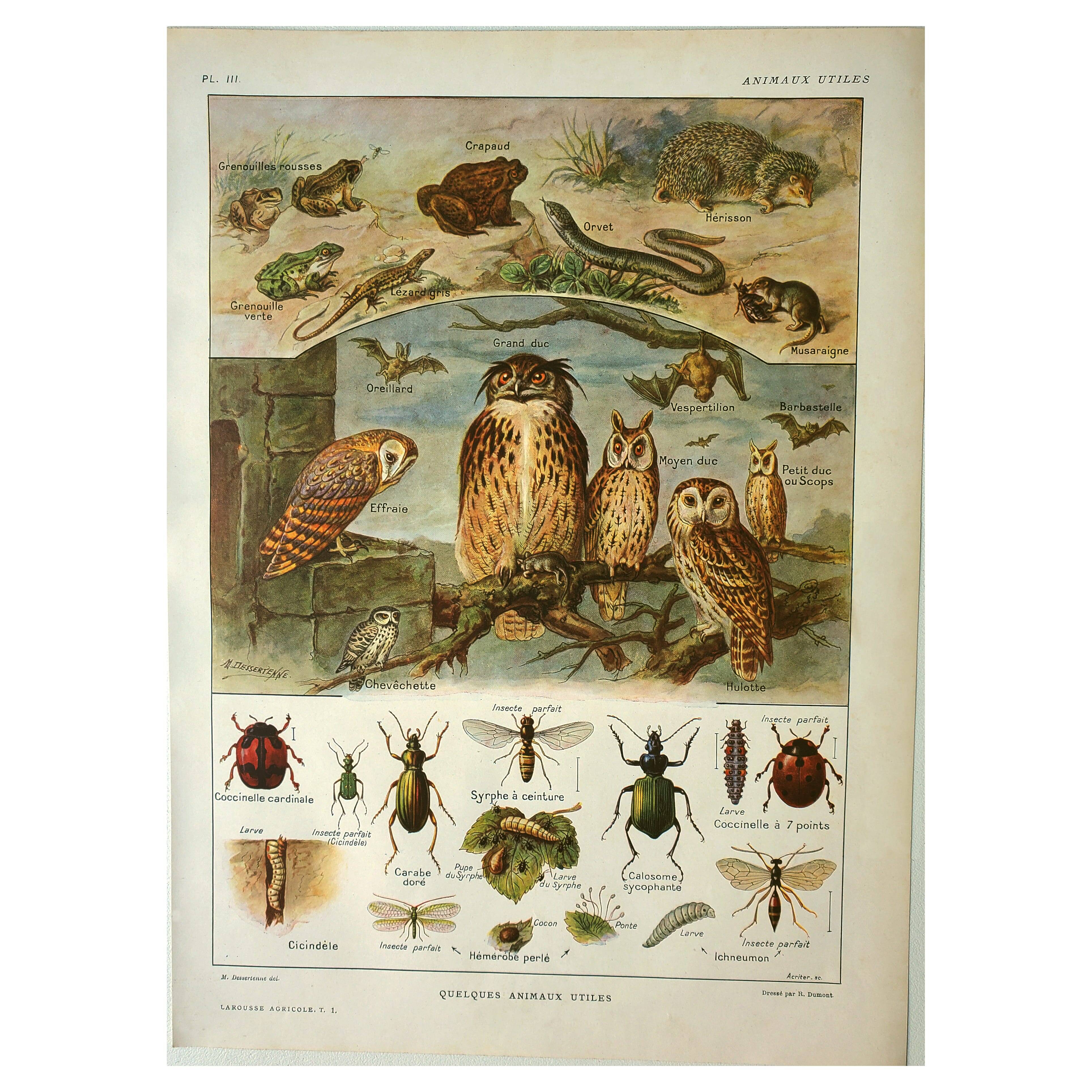 Old lithograph 1921 M. Dessertenne - Wild animals called "useful"