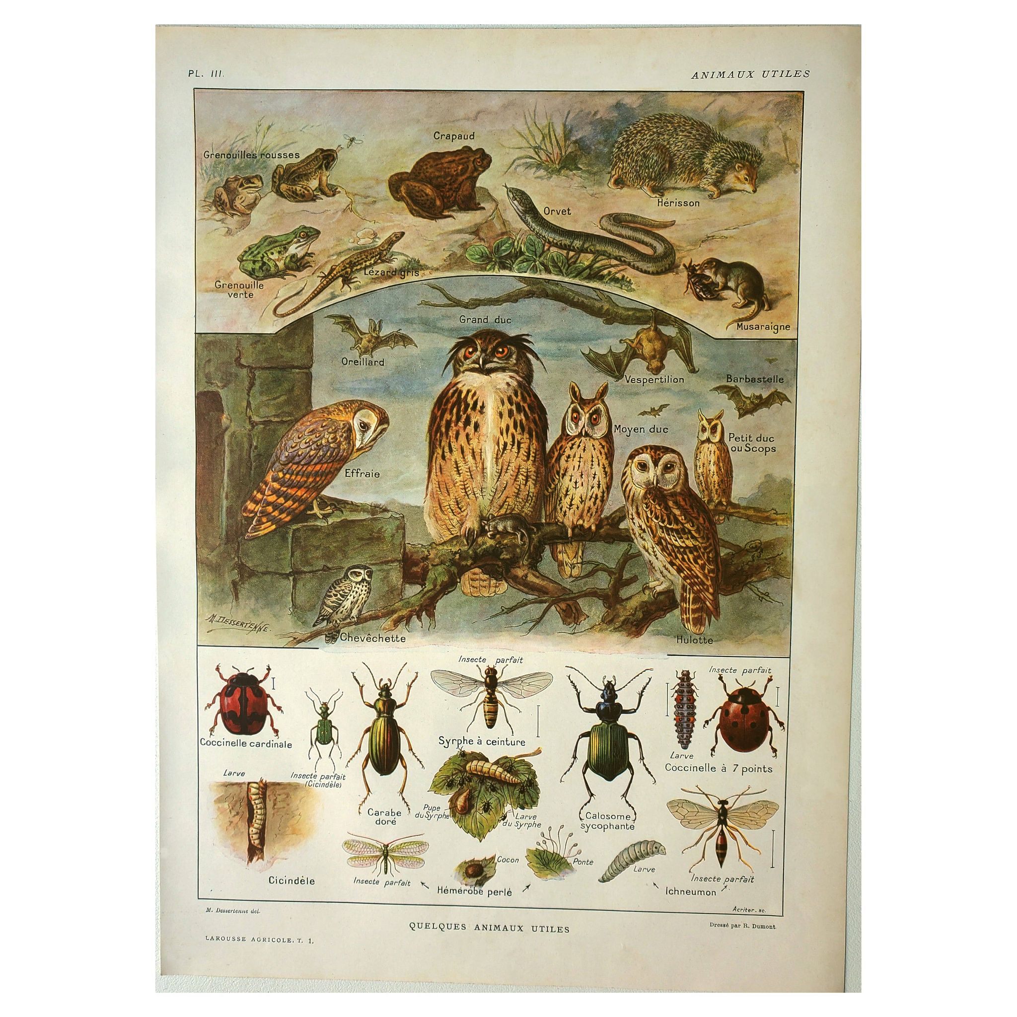 Lithographie ancienne 1921  M. Dessertenne - Animaux sauvages dit "utiles"