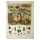 Old lithograph 1921 M. Dessertenne - Wild animals called "useful"