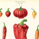 Poster about chili peppers, based on an old engraving from 1886.