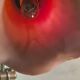 Lampe1900 laiton socle fonte tres lourd , tulipe rouge peint et or