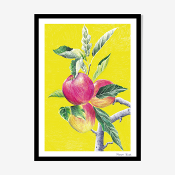 Drawing Apples in colored pencil