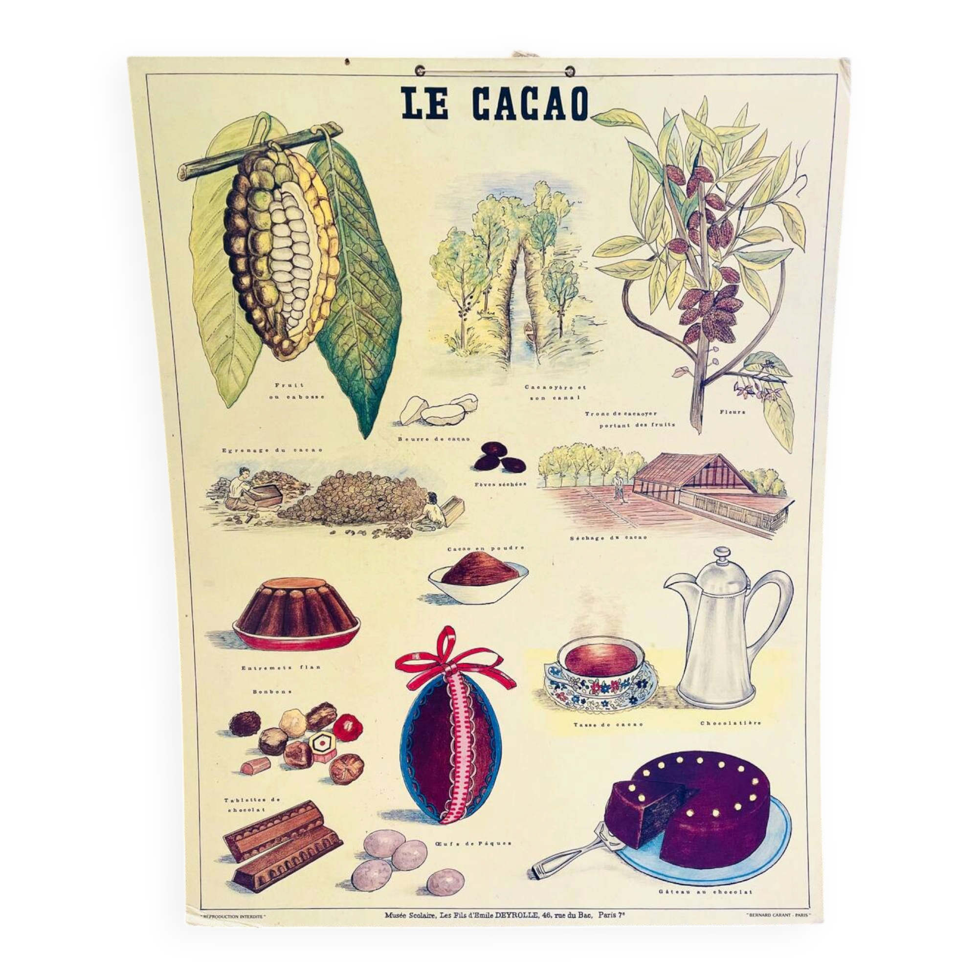 Vintage school poster cocoa – Émile Deyrolle Paris 1970s