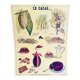 Affiche scolaire vintage cacao – Émile Deyrolle Paris années 70