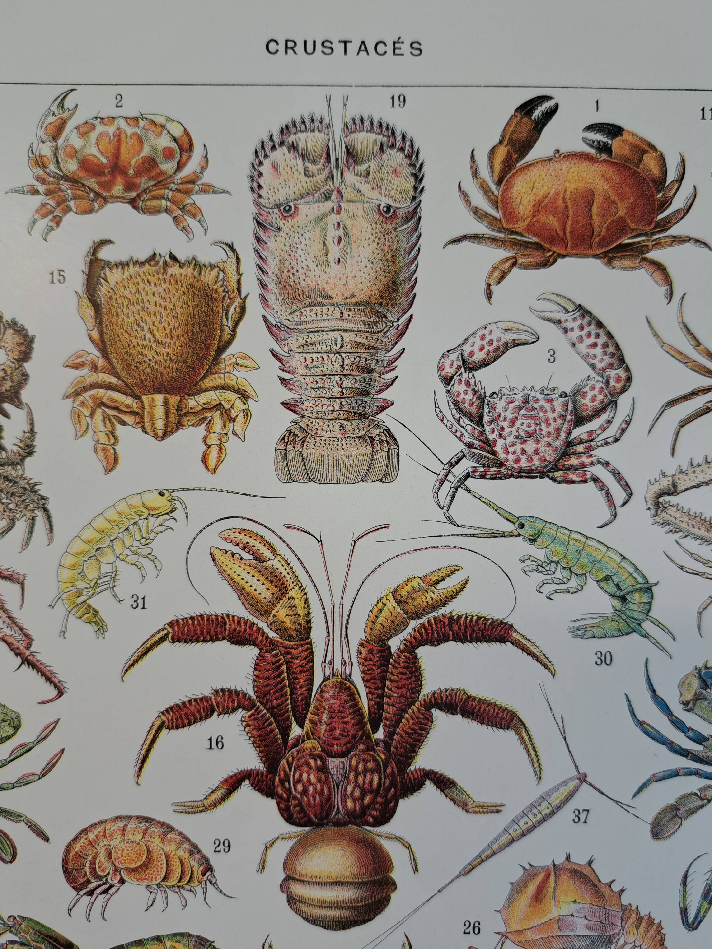 Old naturalist plate "Crustaceans" – 1930 – Larousse