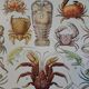 Old naturalist plate "Crustaceans" – 1930 – Larousse