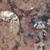 Fossilized coffee table
