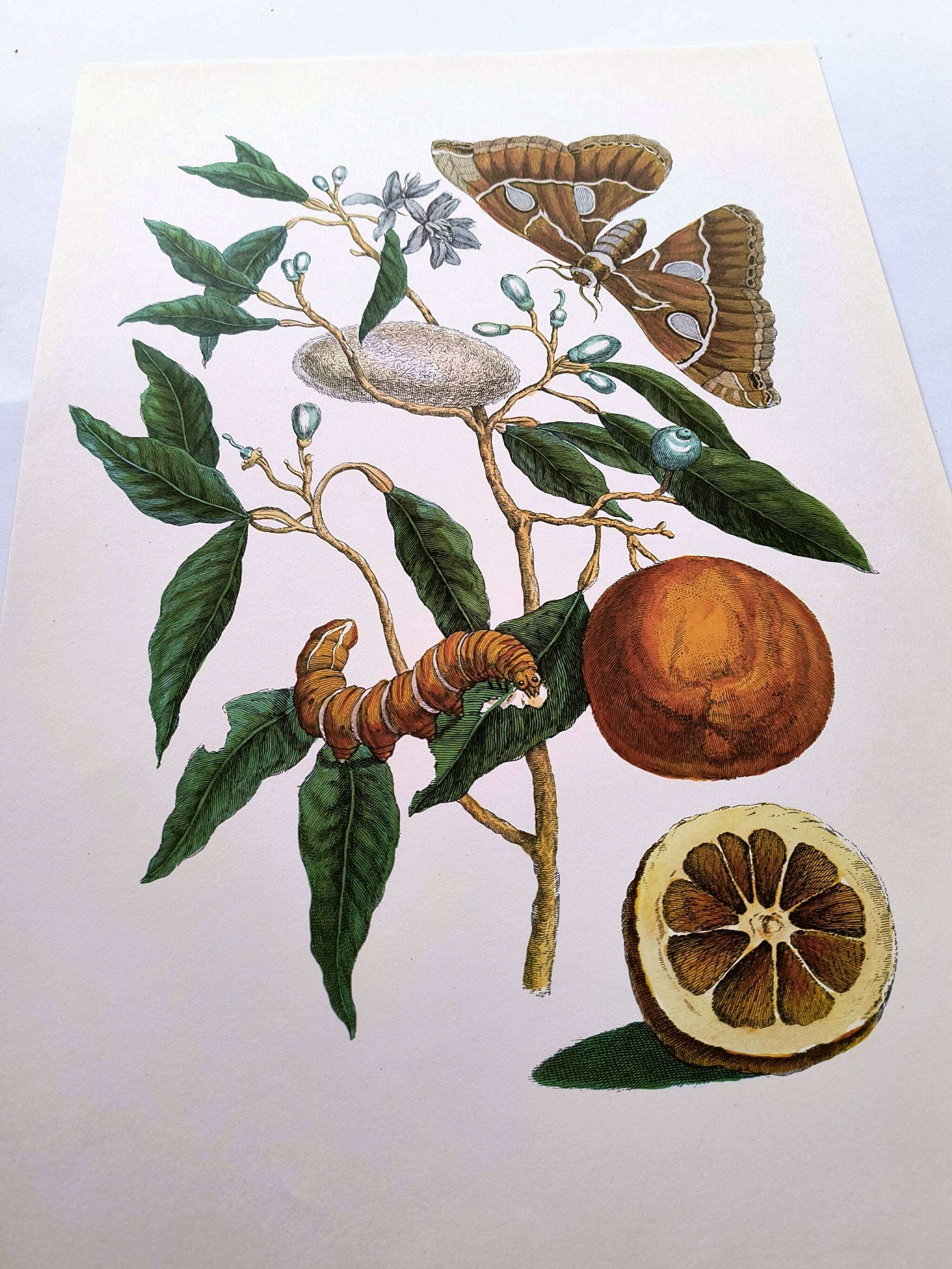 Vintage illustration Bitter orange tree and Atlas butterfly by Merian