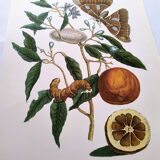 Vintage illustration Bitter orange tree and Atlas butterfly by Merian