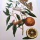 Vintage illustration Bitter orange tree and Atlas butterfly by Merian