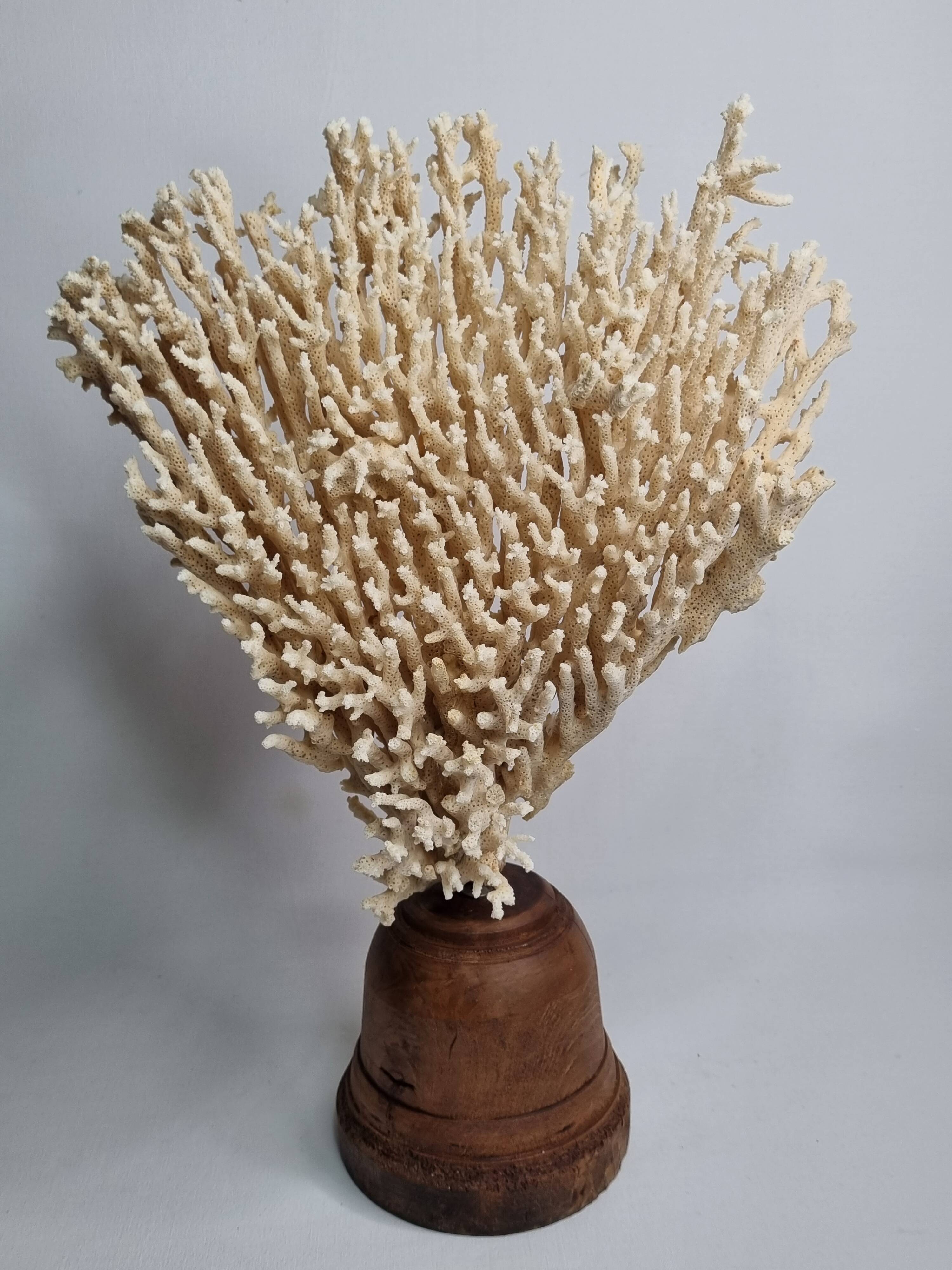 Antique large natural coral on turned wooden base, 45 cm